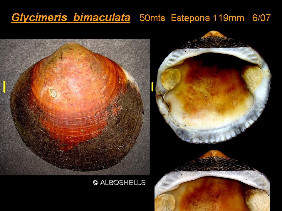 Glycymeris bimaculata